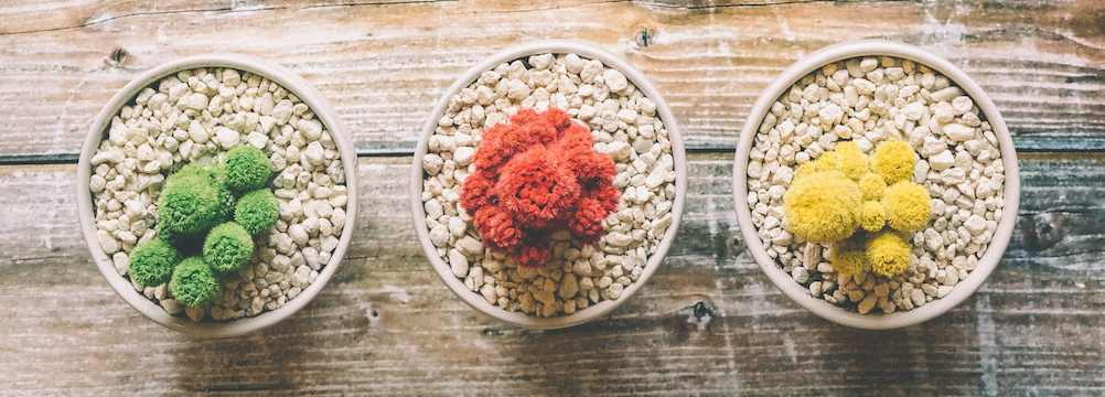 3 unique cactus plants sitting side by side