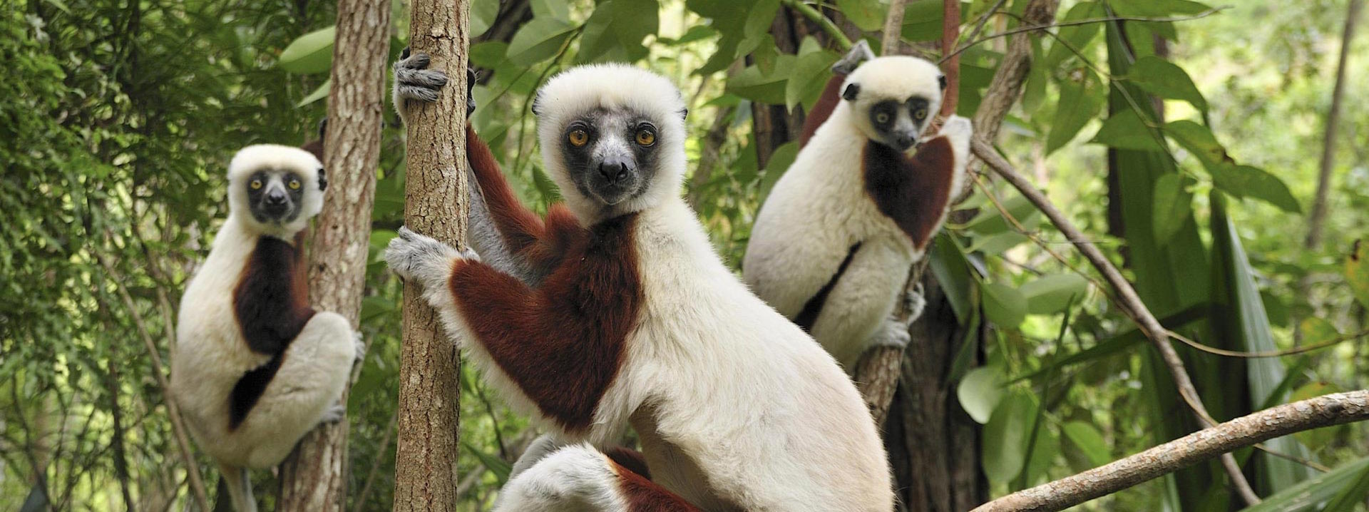 Lemurs in Madagascar