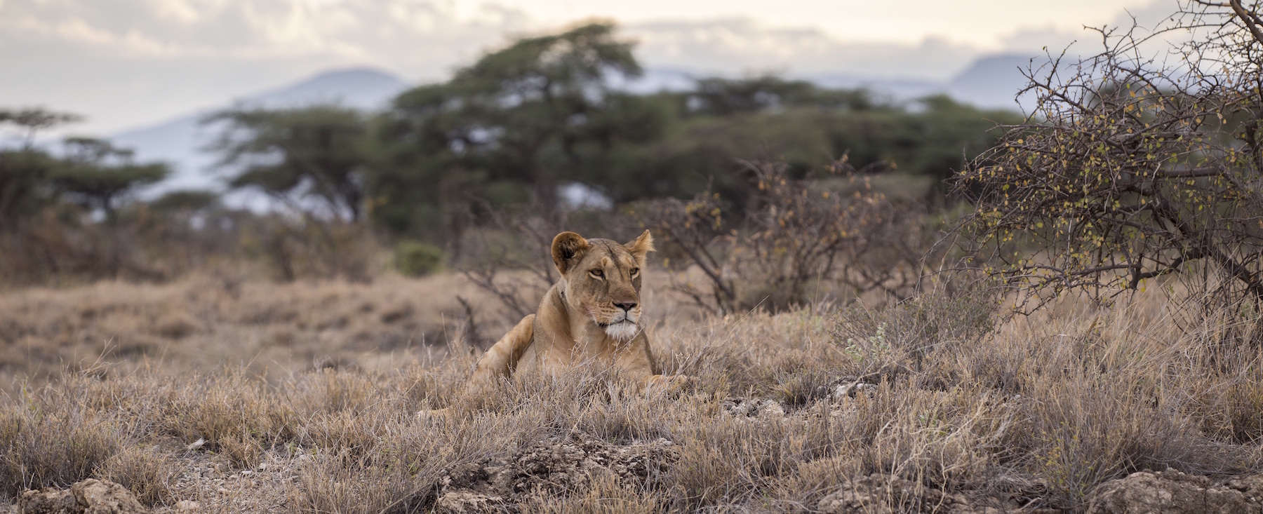 Lion hunts for prey on the savannah