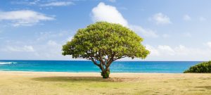 A tree stands by the ocean